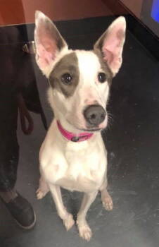 Rescue Greyhound Dogs for Adoption in Seattle, Washington - Lexi | PetCurious