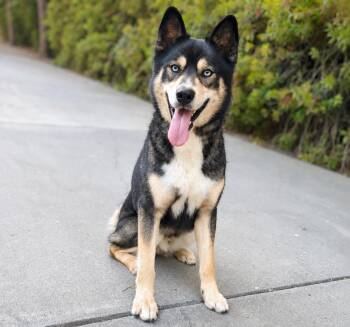 Cooper -  Siberian Husky Dog for Adoption in Pleasant Hill, California - Cooper | PetCurious