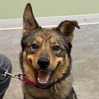 Border Collie and German Shepherd Dog Dogs Available for Adoption in Andover, Massachusetts - Maxine Momma Hufflepup | PetCurious