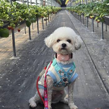 Miniature Poodle Dogs Available for Adoption in Danvers, Massachusetts - Ponyo | PetCurious