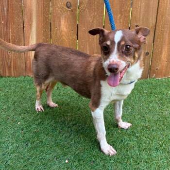 Timothy AKA Timmy EJS -  Chihuahua and Mixed Breed Dog for Adoption in Austin, Texas - Timothy AKA Timmy EJS | PetCurious
