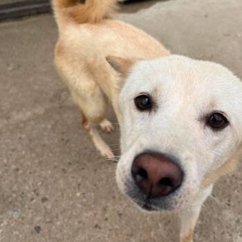 Hai HW+ -  Jindo Dog for Adoption in Northbrook, Illinois - Hai HW+ | PetCurious