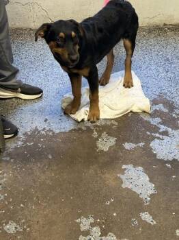 Donatello -  Rottweiler Dog for Adoption in Mobile, Alabama - Donatello | PetCurious