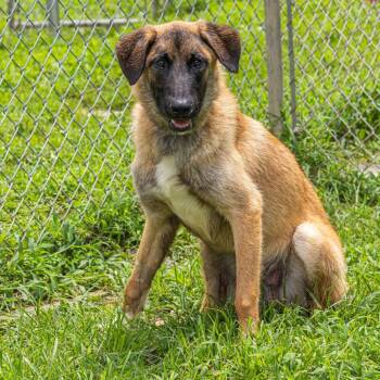 Belgian Shepherd Malinois and Anatolian Shepherd Dogs Available for Adoption - Polo | PetCurious