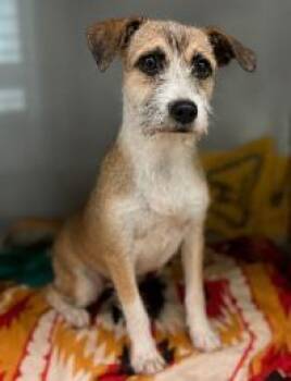 Tootsie -  Mixed Breed Dog for Adoption in West Chester, Pennsylvania - Tootsie | PetCurious