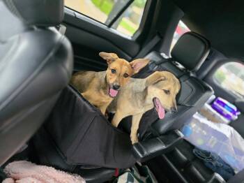 Shepherd and Mixed Breed Dogs Available for Adoption in Blountville, Tennessee - Vinyl | PetCurious