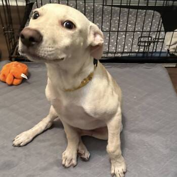 Rescue Terrier Dogs for Adoption in Montgomery, Alabama - Wallace | PetCurious