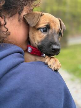 Yellow Labrador Retriever and Ibizan Hound Dogs Available for Adoption in Carolina, Carolina - Toto - The Cuddle Bug | PetCurious