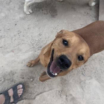 Rescue Mixed Breed Dogs for Adoption in Puyallup, Washington - Sparky | PetCurious