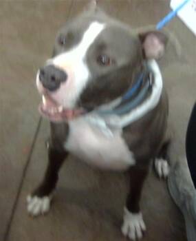 Mixed Breed Dogs Available for Adoption in Dallas, Texas - ATHOM | PetCurious