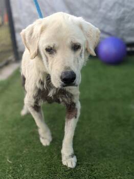JACKSON -  Mixed Breed Dog for Adoption in Dallas, Texas - JACKSON | PetCurious