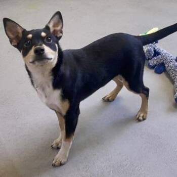 Mixed Breed Dogs Available for Adoption in Erie, Pennsylvania - Astrid | PetCurious