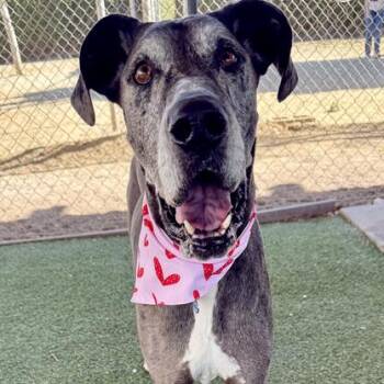 Great Dane and Mixed Breed Dogs Available for Adoption - Frankie | PetCurious