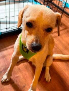 Lucky (AL) -  Chihuahua Dog for Adoption in New York, New York - Lucky (AL) | PetCurious