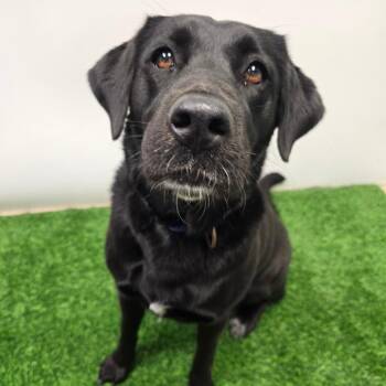 Black Labrador Retriever Dogs Available for Adoption in Columbia, Missouri - Vivian "Vivi" | PetCurious