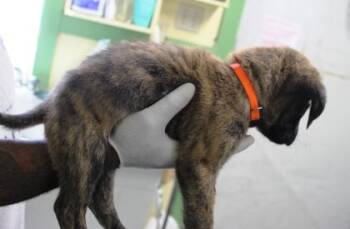 Bigfoot -  German Shepherd Dog and Mixed Breed Dog for Adoption in Picayune, Mississippi - Bigfoot | PetCurious