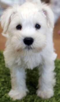 Miniature Schnauzer and Miniature Poodle Dogs Available for Adoption - Zachy | PetCurious
