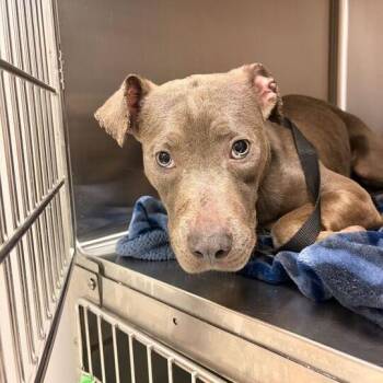 Mixed Breed Dogs Available for Adoption in Davenport, Iowa - Pot Pie | PetCurious