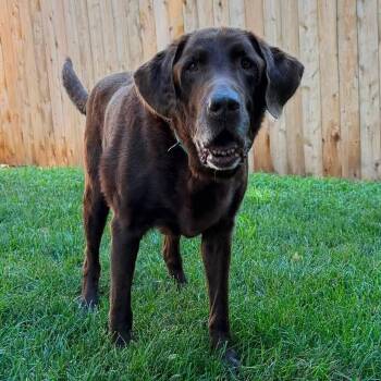 Reno -  Chocolate Labrador Retriever Dog for Adoption in Shawnee, Kansas - Reno | PetCurious