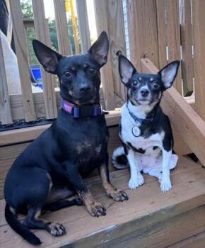 Baloo -  Rat Terrier and Mixed Breed Dog for Adoption in Morton Grove, Illinois - Baloo | PetCurious