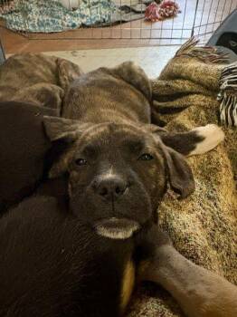 Mixed Breed Dogs Available for Adoption - Chili | PetCurious