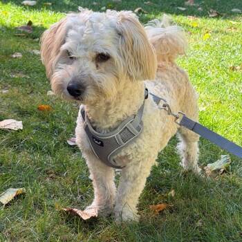 Mr. Wonderful Buster -  Miniature Poodle Dog for Adoption in Ridgefield, Washington - Mr. Wonderful Buster | PetCurious