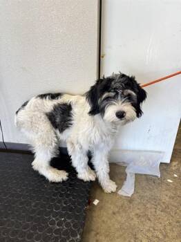 DRIFT - ADOPTION PENDING -  Poodle Dog for Adoption in Ontario, California - DRIFT - ADOPTION PENDING | PetCurious