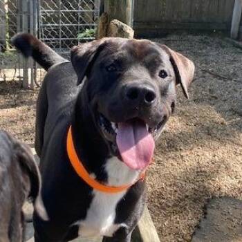 Legend -  Akita and Pit Bull Terrier Dog for Adoption in Madison, Wisconsin - Legend | PetCurious