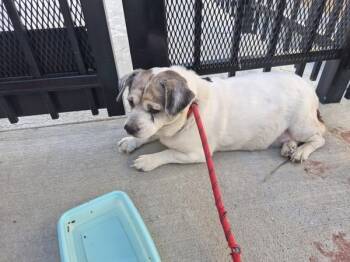 Beagle Dogs Available for Adoption - Vc 16c Bruce | PetCurious