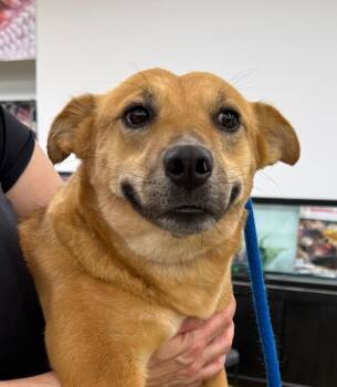 Kahili -  Cattle Dog Dog for Adoption in Fort Lupton, Colorado - Kahili | PetCurious