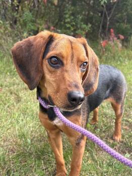 Duke -  Beagle Dog for Adoption in Ionia, Michigan - Duke | PetCurious