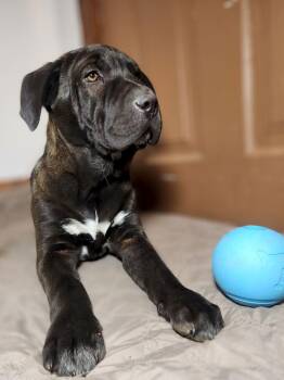 Terrier Dogs Available for Adoption - Gerald | PetCurious