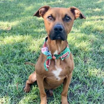 A432744 -  Pit Bull Terrier Dog for Adoption in Conroe, Texas - A432744 | PetCurious