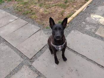 Mollie (AL) -  German Shepherd Dog and Pit Bull Terrier Dog for Adoption in New York, New York - Mollie (AL) | PetCurious