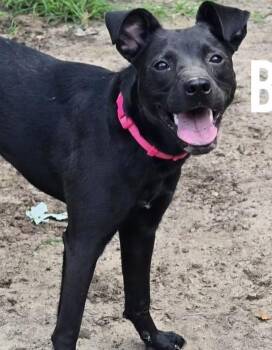 Black Labrador Retriever Dogs Available for Adoption in Harrington, Delaware - Bonnie | PetCurious