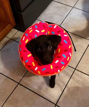 Tallahassee -  Labrador Retriever Dog for Adoption in Grove City, Ohio - Tallahassee | PetCurious