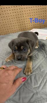 Mixed Breed Dogs Available for Adoption in Wyoming, Michigan - T-Boy | PetCurious