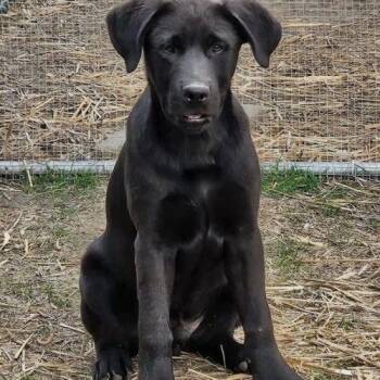 Black Labrador Retriever and Mixed Breed Dogs Available for Adoption - Edison | PetCurious