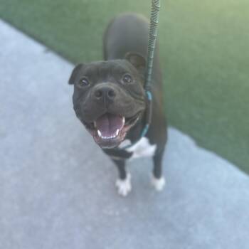 Pit Bull Terrier Dogs Available for Adoption in Eagle, Idaho - Nina **Courtesy Post. Out Of Town Pet. See Below For Details** | PetCurious