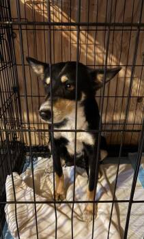 Australian Kelpie and Shepherd Dogs Available for Adoption in Minneapolis, Minnesota - Whisper | PetCurious