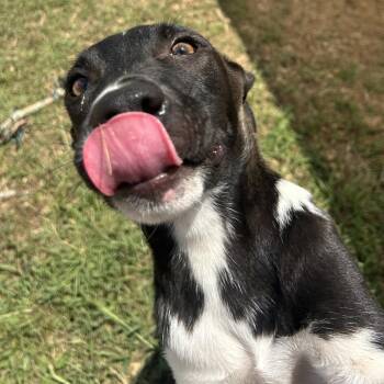 Jill -  Labrador Retriever Dog for Adoption in West Point, Mississippi - Jill | PetCurious
