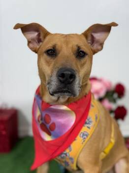 German Shepherd Dog and Hound Dogs Available for Adoption in Carlsbad, California - Jake-One Of Our Amazing Rescue Dogs | PetCurious