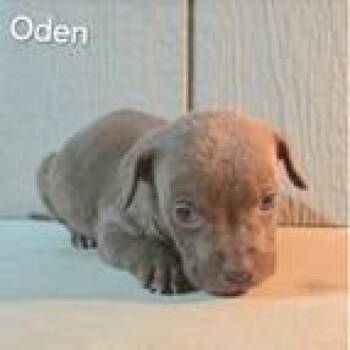 Labrador Retriever and Hound Dogs Available for Adoption in Tampa, Florida - Oden | PetCurious