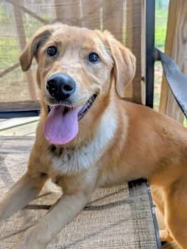 Labrador Retriever and Mixed Breed Dogs Available for Adoption in Broomfield, Colorado - Cookel / Shelby | PetCurious