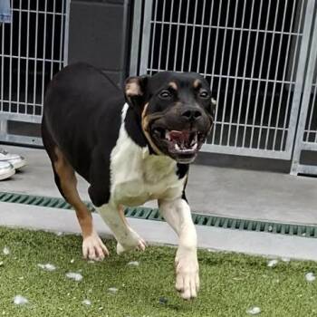 Cosmo -  Pit Bull Terrier Dog for Adoption in Hannibal, Missouri - Cosmo | PetCurious