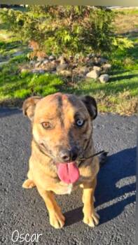 Rescue Mixed Breed Dogs for Adoption in Fredericksburg, Virginia - Oscar | PetCurious