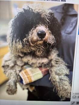 Poodle Dogs Available for Adoption - Panda | PetCurious