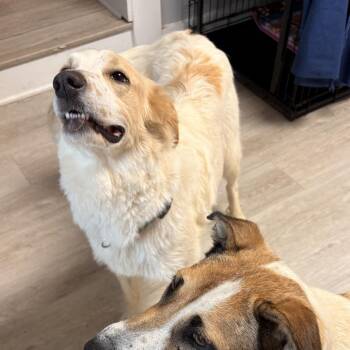 Mixed Breed Dogs Available for Adoption in Alabaster, Alabama - Arya | PetCurious
