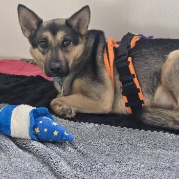 Rama -  Mixed Breed and Shepherd Dog for Adoption in Salt Lake City, Utah - Rama | PetCurious