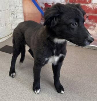 German Shepherd Dog Dogs Available for Adoption in San Bernardino, California - JORDAN | PetCurious